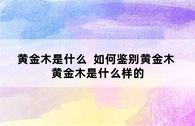 黄金木是什么  如何鉴别黄金木 黄金木是什么样的